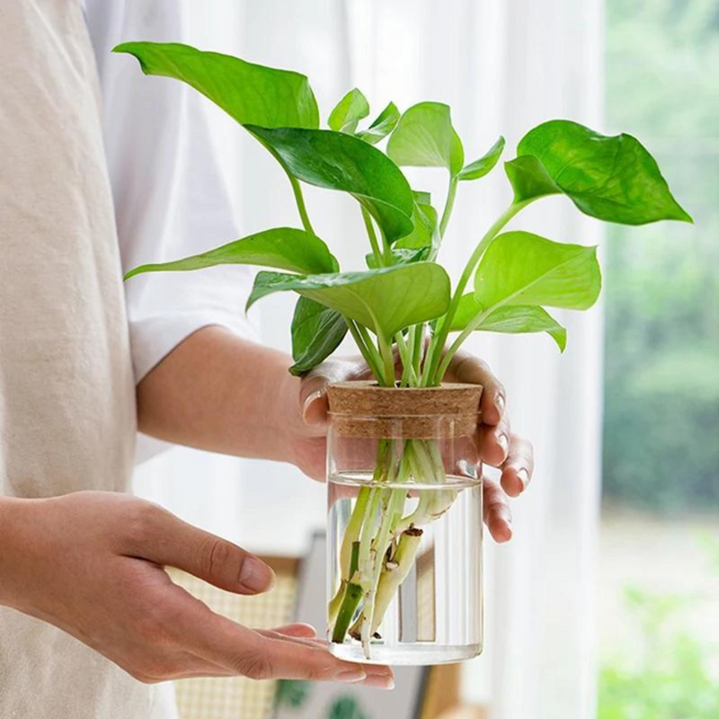 Vaso de Flores Hidropônico em Vidro Transparente